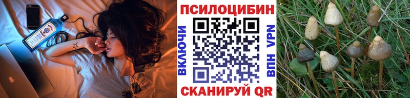 Псилоцибиновые грибы Cubensis  где можно купить   Элиста 